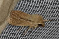 Mythimna impura