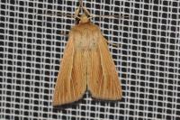 Mythimna impura
