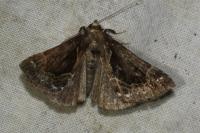 Hypena crassalis