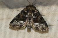 Oligia strigilis/versicolor