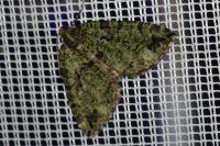 Hydriomena furcata