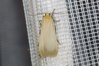 Katha depressa