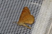 Macaria brunneata