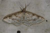Hydrelia sylvata