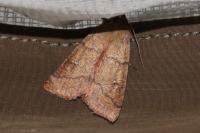 Mythimna turca