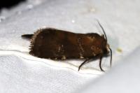 Rusina ferruginea