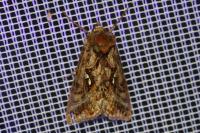 Autographa pulchrina