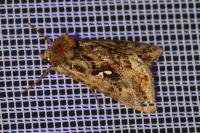 Autographa pulchrina