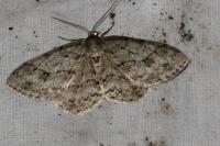 Ectropis crepuscularia