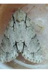 Acronicta psi/tridens