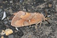 Dendrolimus pini pini
