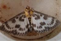 Anania hortulata