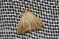 Mythimna pudorina
