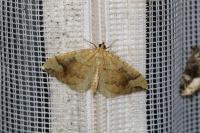 Eulithis populata