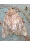 Cosmia trapezina