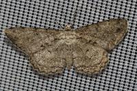 Hypomecis roboraria