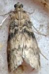 Euzophera pinguis
