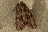 Apamea monoglypha monoglypha