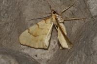 Gandaritis pyraliata
