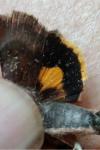 Noctua janthina