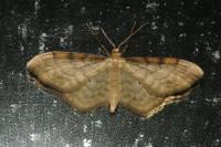 Idaea fuscovenosa