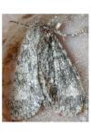 Acronicta megacephala