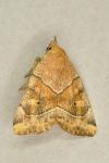 Cosmia trapezina