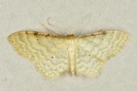 Idaea fuscovenosa