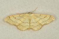 Idaea aversata