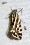 Emmelia trabealis