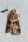 Acrobasis repandana