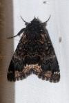 Catephia alchymista