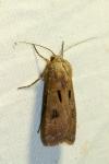 Agrotis exclamationis exclamationis