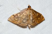 Anania verbascalis