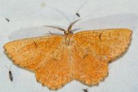 Angerona prunaria