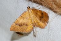 Camptogramma bilineata