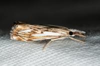 Catoptria falsella