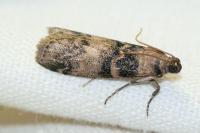 Euzophera pinguis