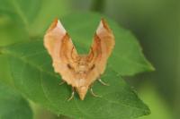 Selenia lunularia