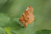 Selenia lunularia