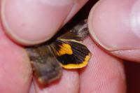 Noctua janthina