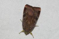 Noctua janthina