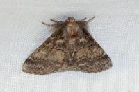 Gluphisia crenata