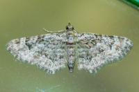 Gymnoscelis rufifasciata