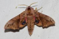 Smerinthus ocellatus ocellatus