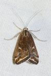 Loxostege sticticalis