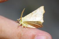 Ennomos alniaria