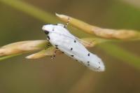 Myelois circumvoluta