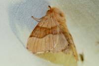 Malacosoma neustria