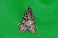 Eudonia mercurella